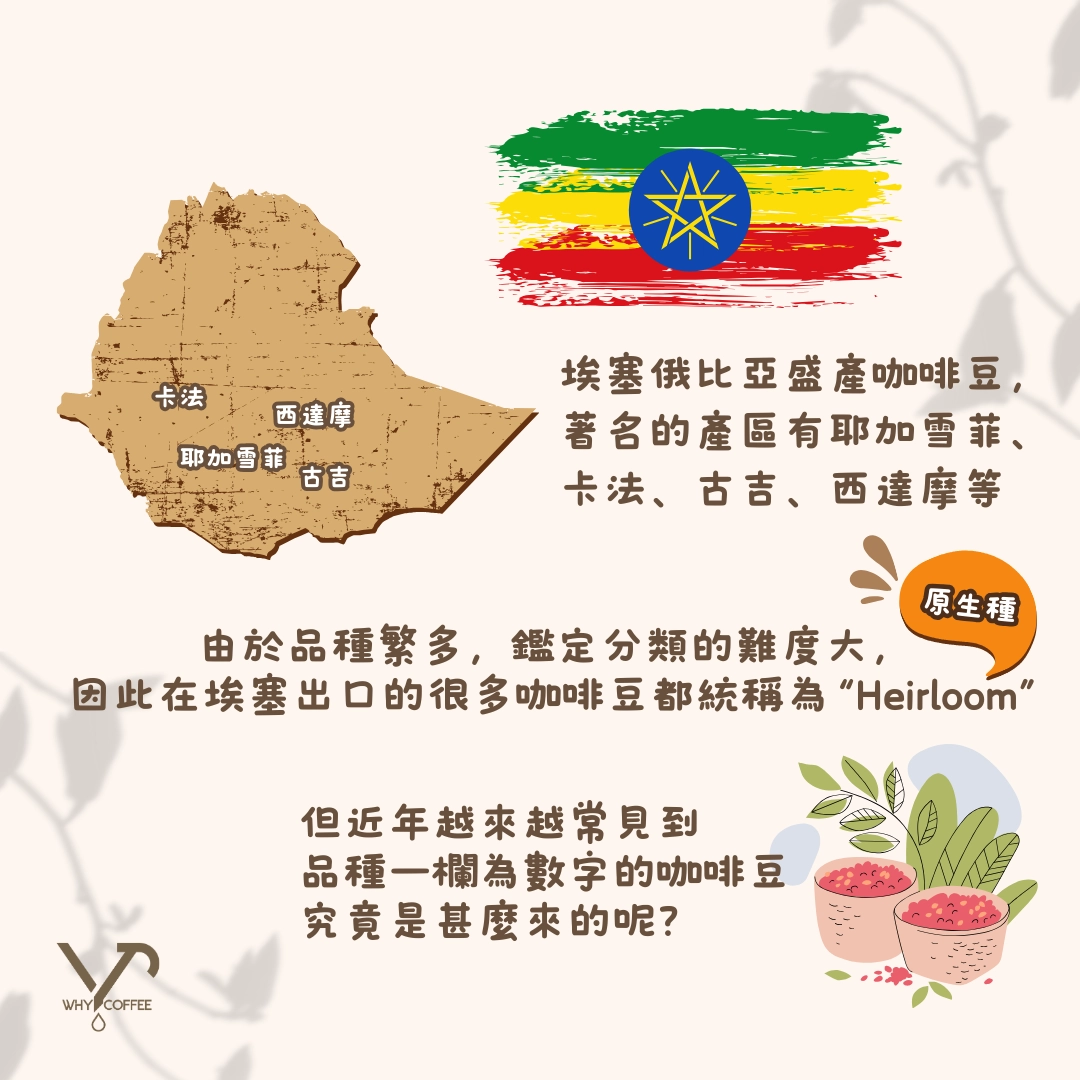 ☕️咖啡解碼📟】 數字品種嘅咖啡你聽過嗎？ - Why Coffee HK