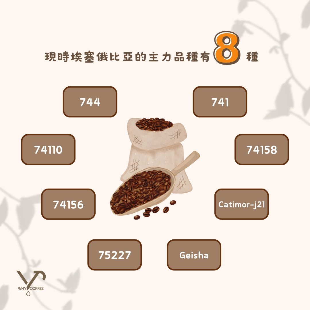 ☕️咖啡解碼📟】 數字品種嘅咖啡你聽過嗎？ - Why Coffee HK